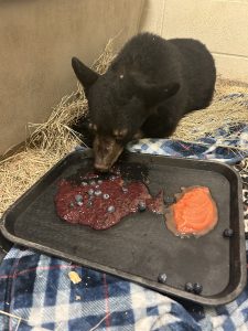 A bear cub eats food on a tray.