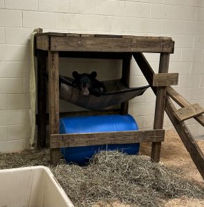 A bear cub lays in a small hammock.