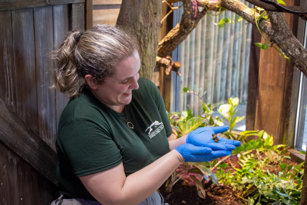 A zookeeper holds a poison dart frog in her hands.