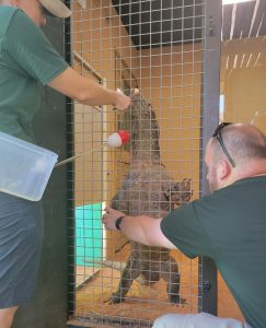 Image of Komodo dragon nail trimming