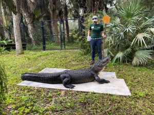 Image of an alligator atop a wood board