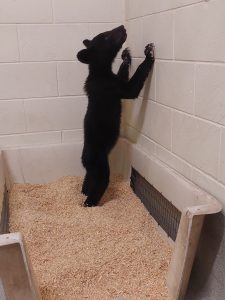 A baby bear stands against a wall.