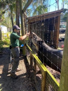 Image of a zookeeper training a Baird's tapir