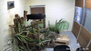 A baby bear rests at the top of a wooden platform.