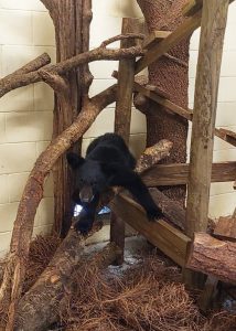 A baby bear perched upon a small branch.