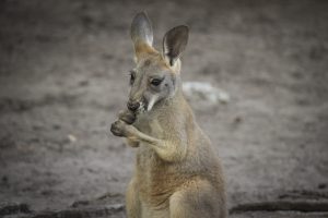 Image of a joey eating.