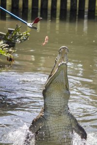 An American crocodile leaps for a bite of food.