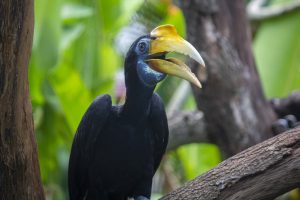 A wrinkled hornbill perches on a branch.