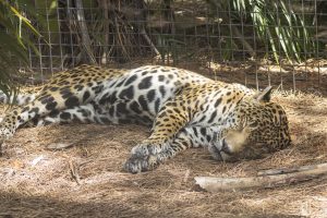 A jaguar sleeps on the ground.