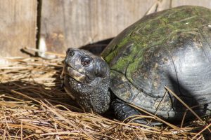 A Gulf Coast box turtle looks at the camera.