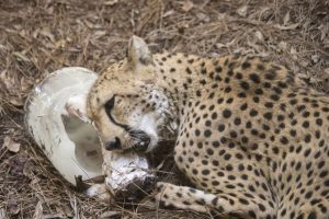 A cheetah gnaws on a meat bone.