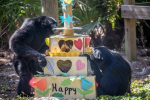 Two Siamangs inspect a faux birthday cake made for them at a zoo.