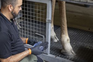 A man looks at a giraffe hoof while holding a hoof shoe for the giraffe.