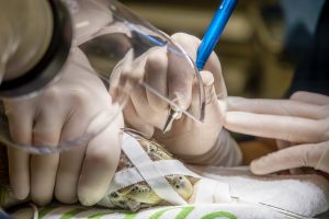 A green sea turtle named Apollo has surgery to remove large tumors on their body.