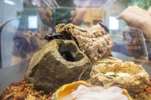 Madagascar Hissing Cockroach on a rock