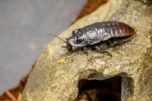 Madagascar Hissing Cockroach on a rock