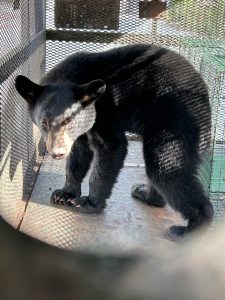 a baby black bear looks at the camera