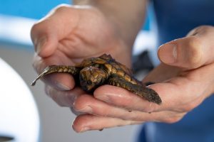 A man cups a baby sea turtle in his hands.