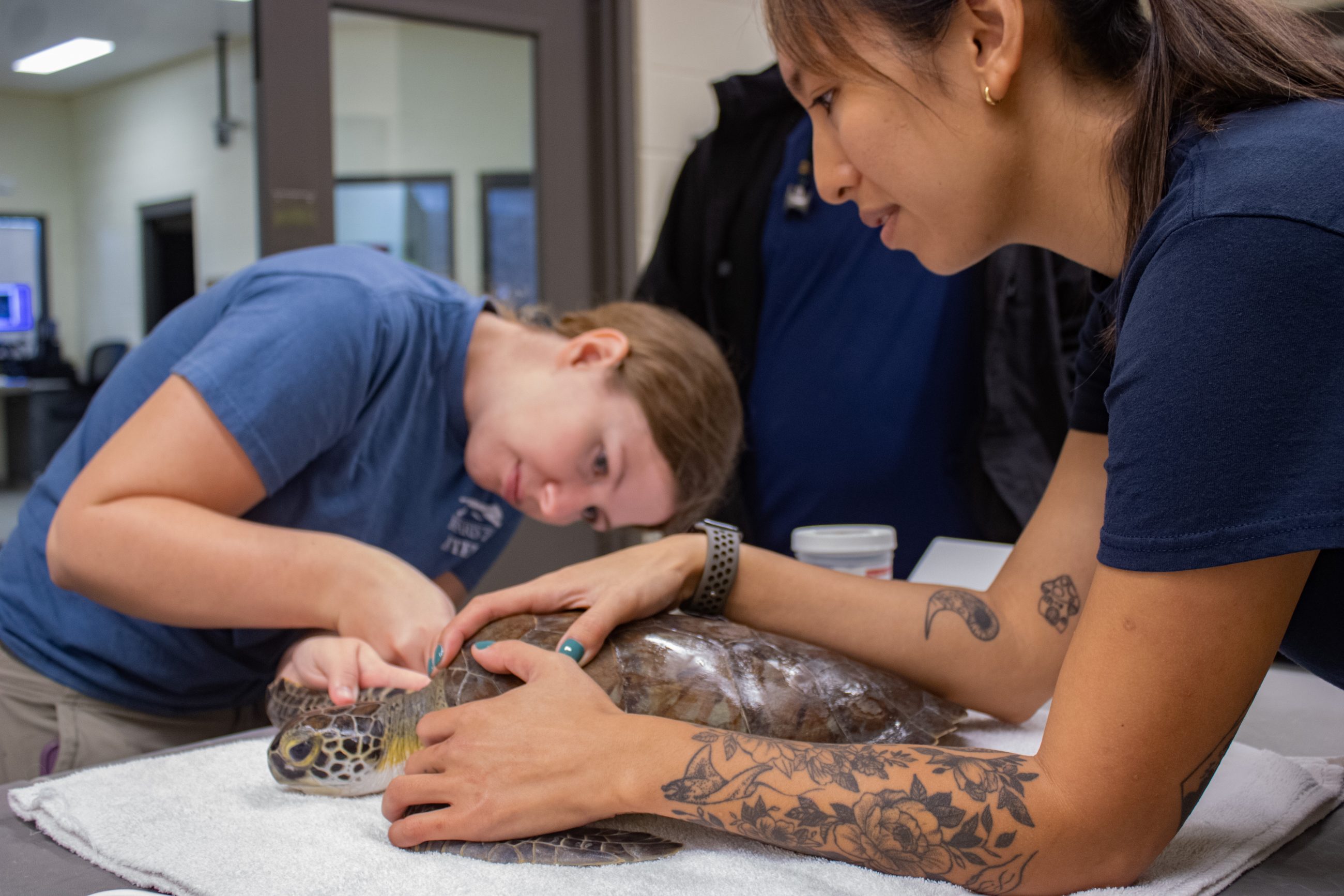 A veterinary team examines a sea turtle.