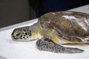 A juvenile sea turtle lays on a table.
