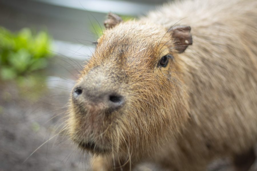 Calypso Capybara