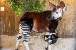 An okapi stands in a barn.