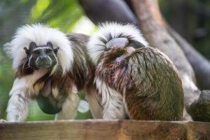 Two cotton-top tamarin babies cling to two family members. 