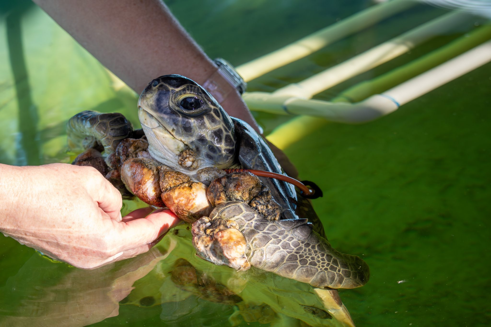 Helping Matcha the Green Sea Turtle - Brevard Zoo