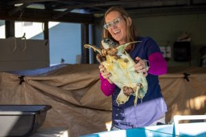 A smiling woman lifts a green sea turtle out of a tank.