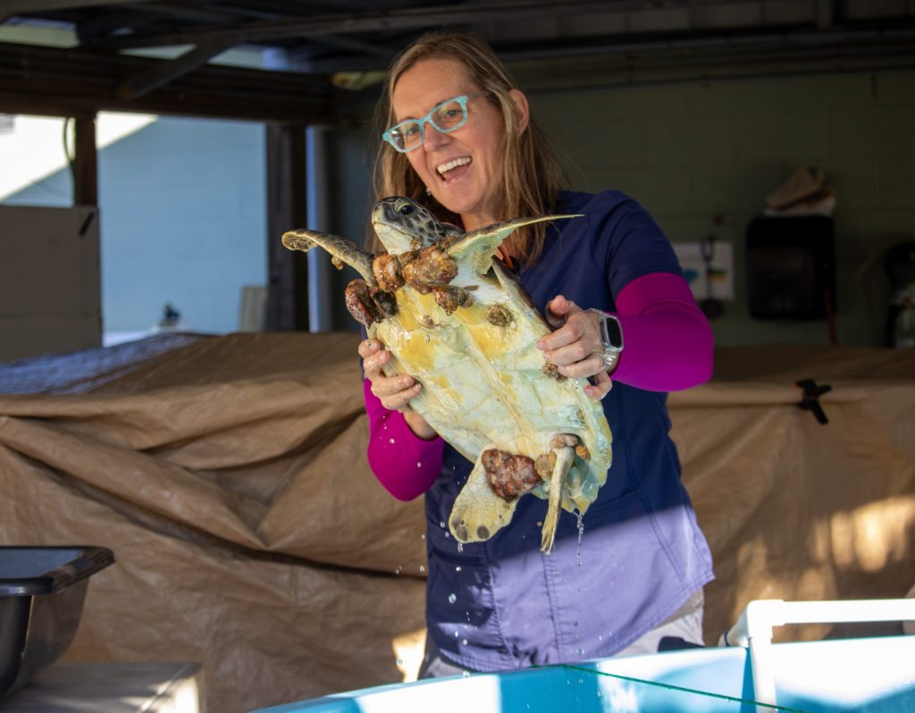 A smiling woman lifts a green sea turtle out of a tank.