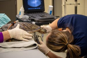 A female veterinarian examines the underside of a green sea turtle's body as part of an ultrasound process.