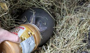 An armadillo sticks its head into a peanut butter jar.