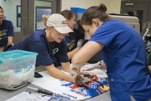 A veterinarian performs a checkup on a baby coati.
