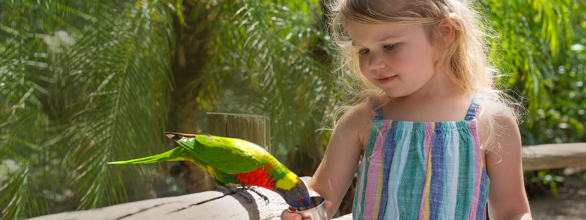 little girl feeding lorikeet with nectar cup