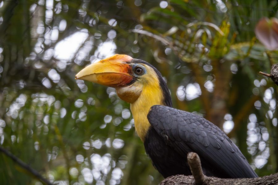 Fig the wrinkled hornbill