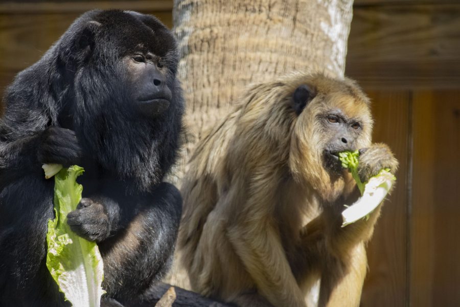 Reggie and Raina the black howler monkeys eating together. 