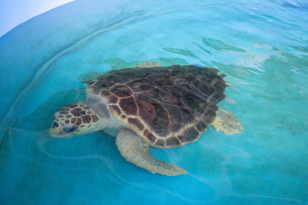 A loggerhead sea turtle in a pool