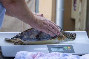 A man's hands hover over a small sea turtle sitting atop a weight scale.