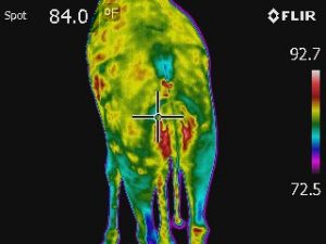 A thermographic image of the back of a giraffe