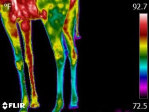 A thermographic image of the legs of a giraffe