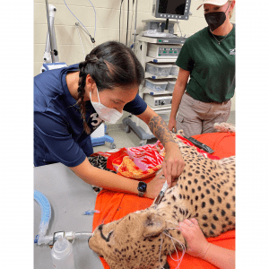 A woman examines a sedated cheetah during a veterinary exam.