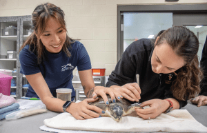 Two women examine a sea turtle during a veterinary exam.