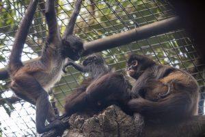 Three spider monkeys sit on a branch side by side, with two babies clinging onto two of the monkeys.