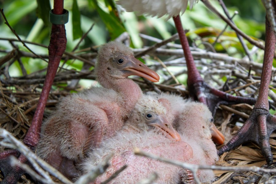 roseate spoonbill chicks in their nest