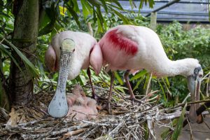 roseate spoonbill chicks and their parents in a nest