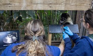 Two women face a coati. One is performing an ultrasound on the coati. The other woman gives the coati treats.