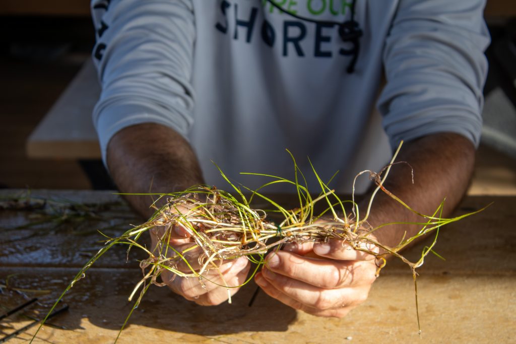 A man holds seagrass.