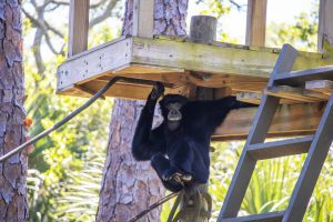 A siamang sits upon a rope under a wooden platform at a zoo.