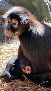 A female black-handed spider monkey cuddles her baby while sitting on the ground.