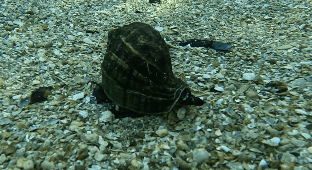 A Florida crown conch sits in sand underwater.